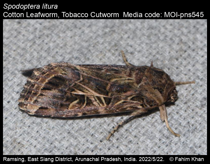 Spodoptera Litura Fabricius Cotton Leafworm Tobacco Cutworm